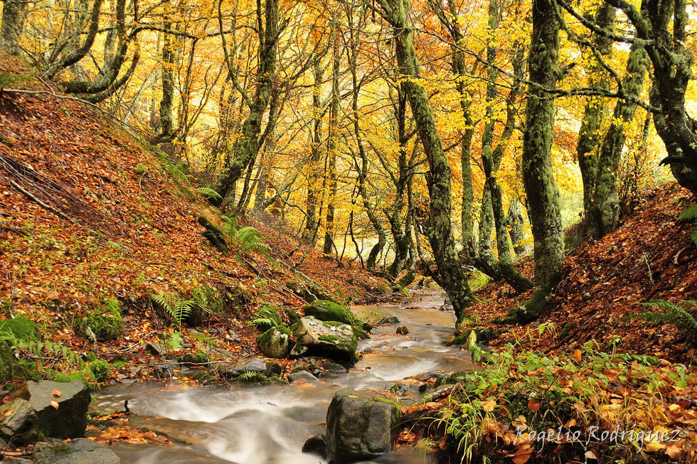 En otoño un riachuelo afluente del río Curueño